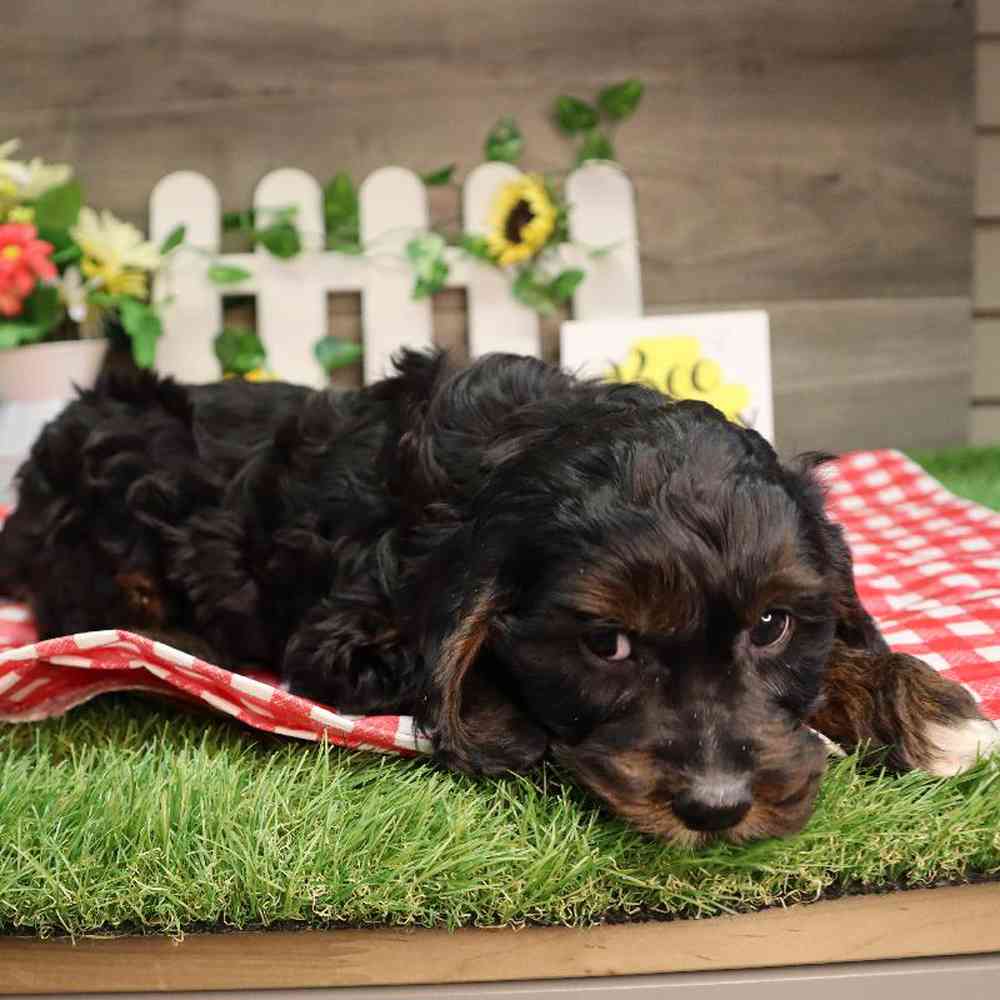 carousel pet images