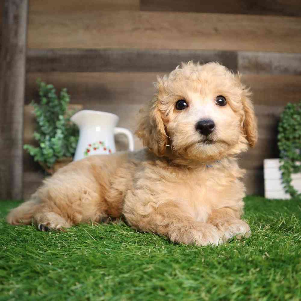 carousel pet images