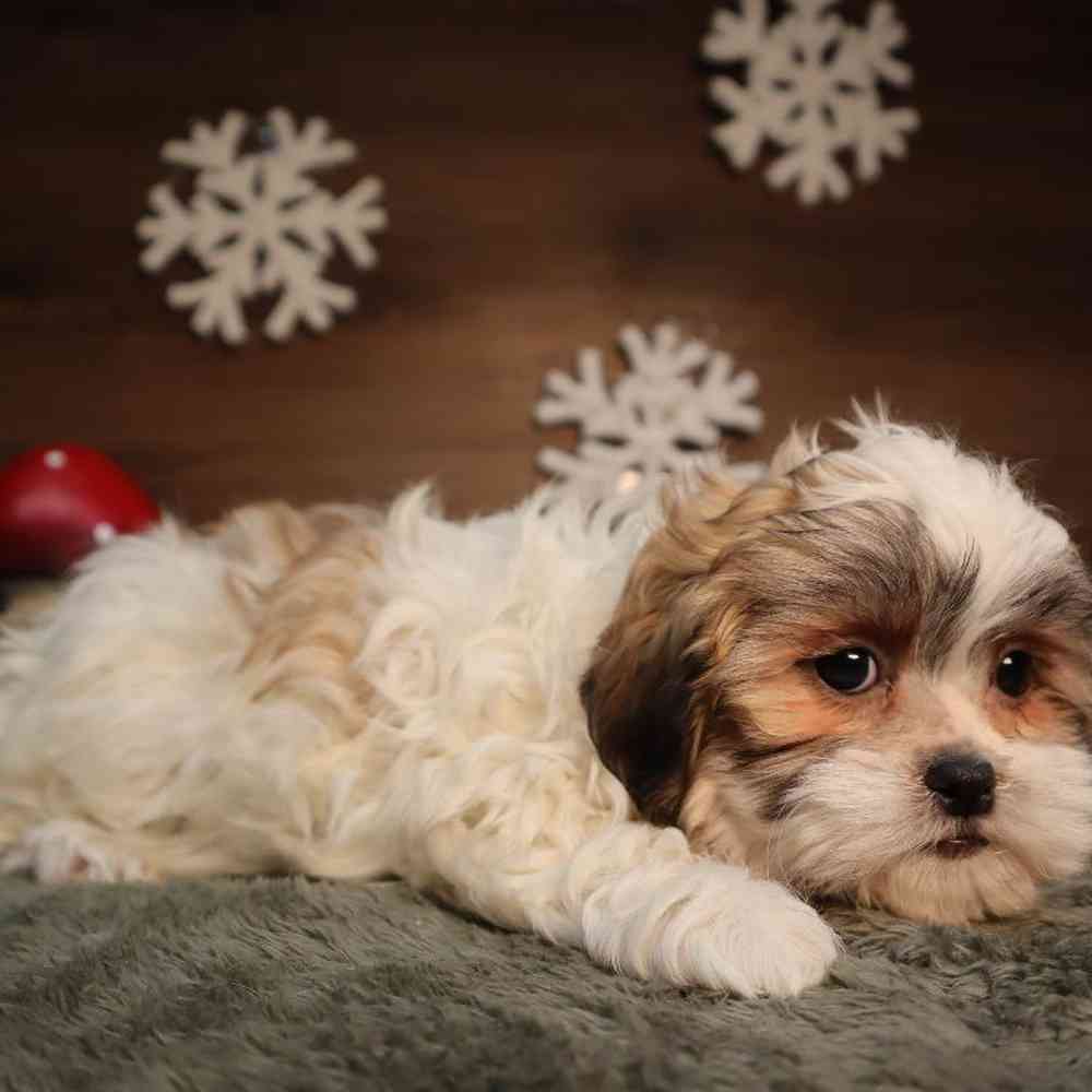 carousel pet images