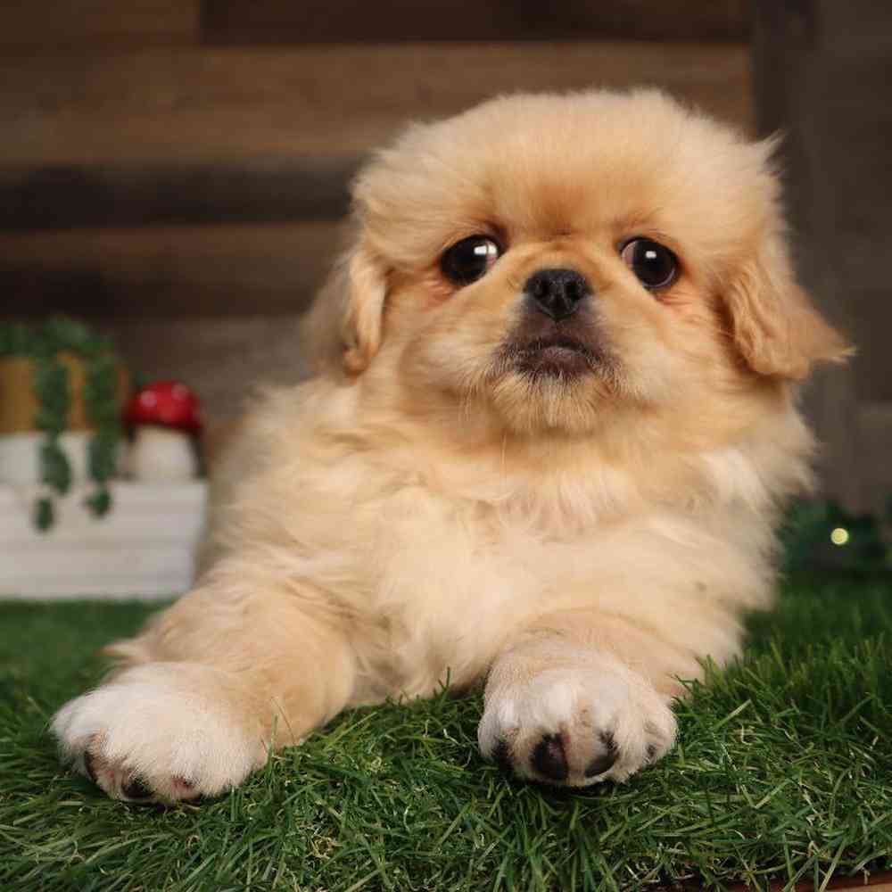 carousel pet images
