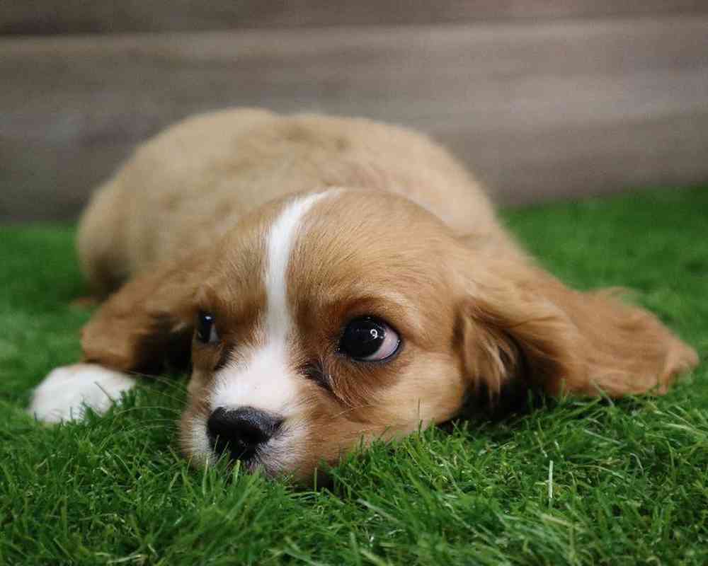 carousel pet images