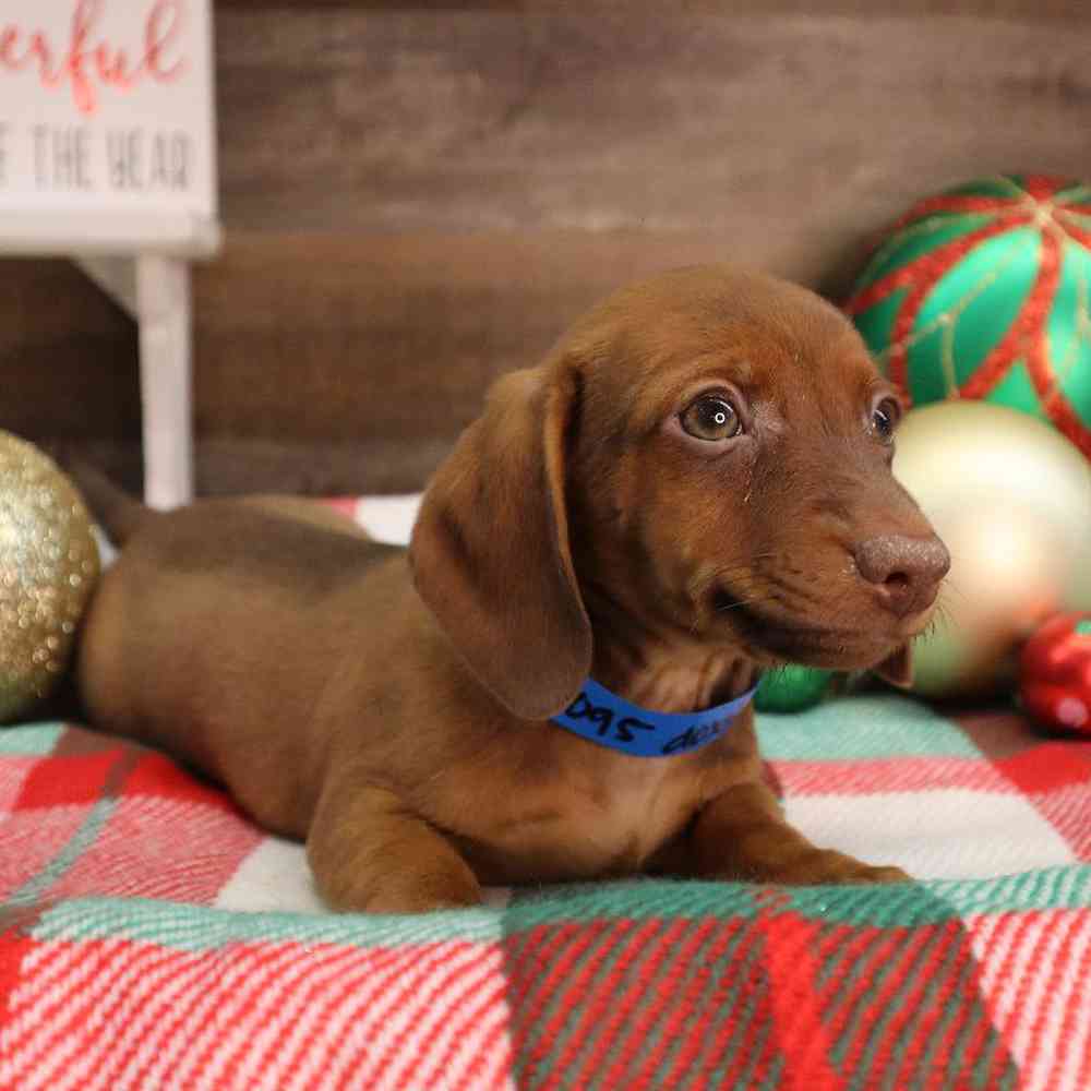 Male Dachshund Puppy for sale