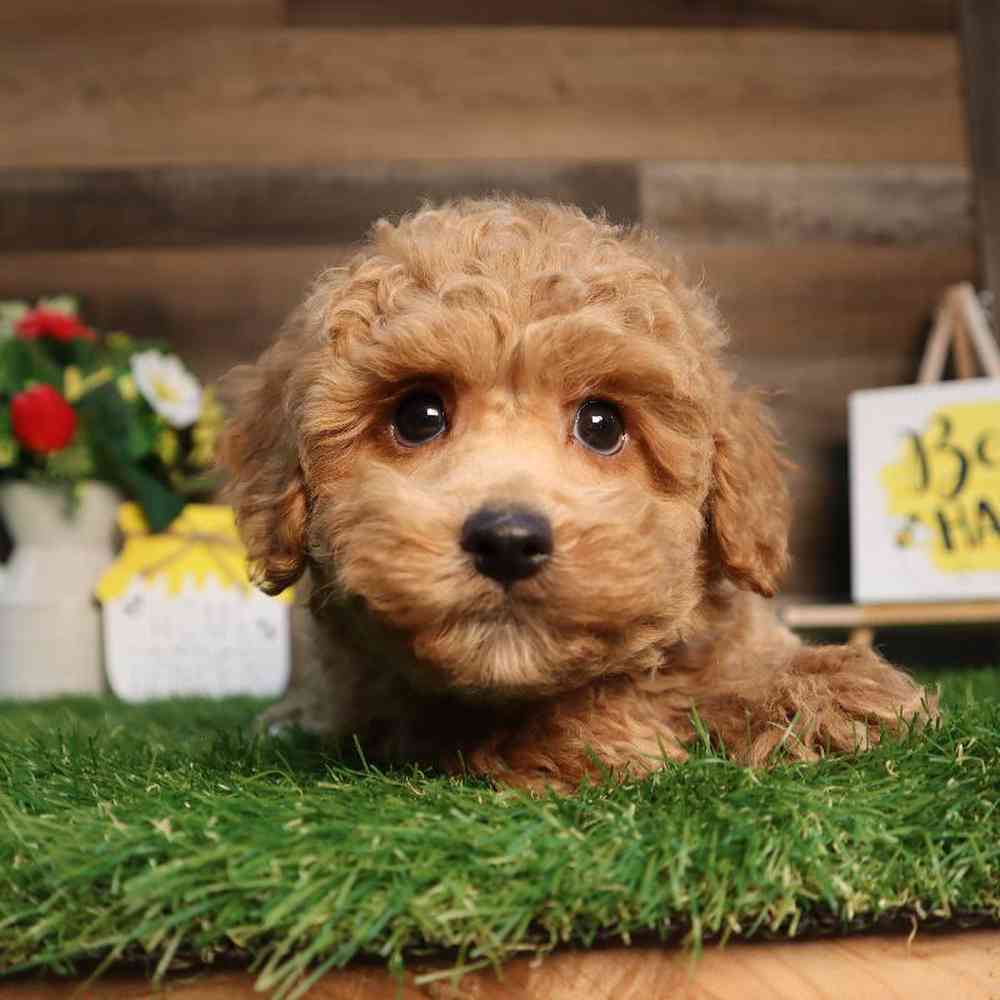 carousel pet images