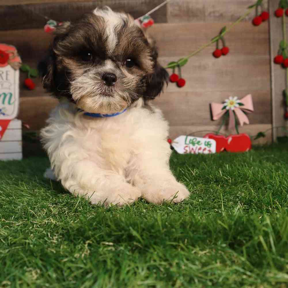 carousel pet images