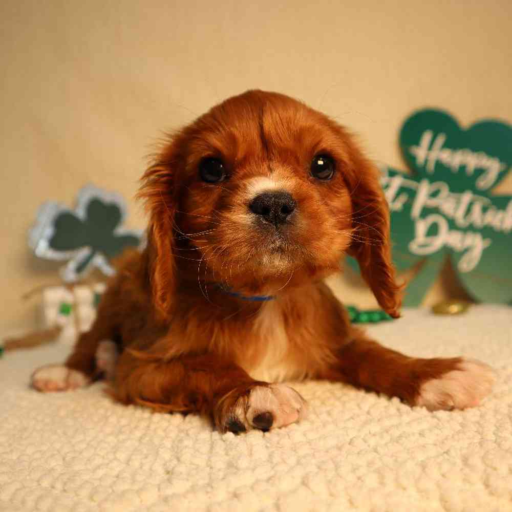 Male Cavalier King Charles Spaniel Puppy for Sale in Blaine, MN