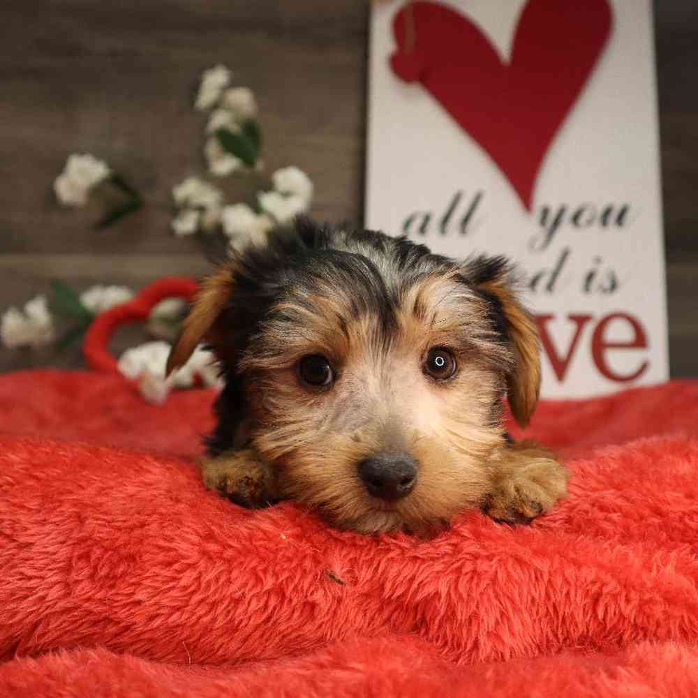 Male Yorkshire Terrier Puppy for Sale in Blaine, MN