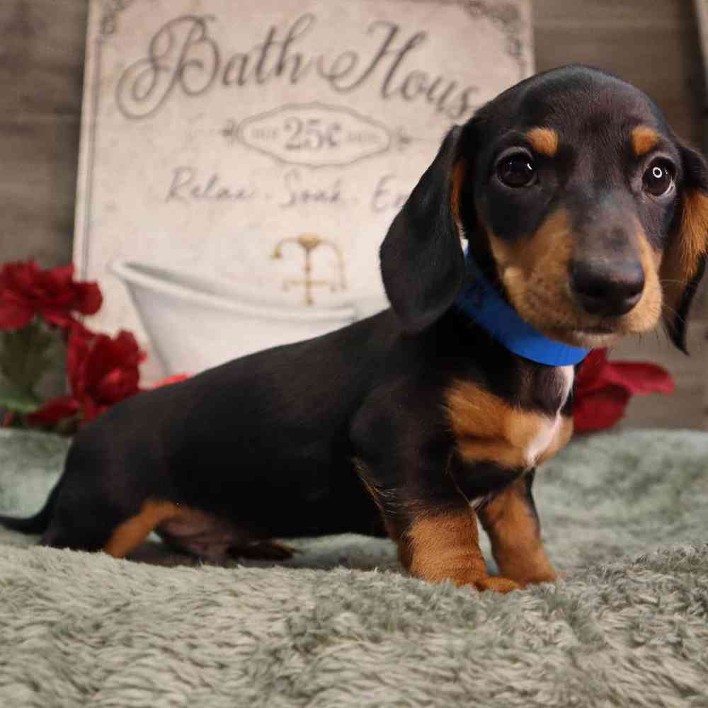 Male Dachshund Puppy for Sale in Blaine, MN