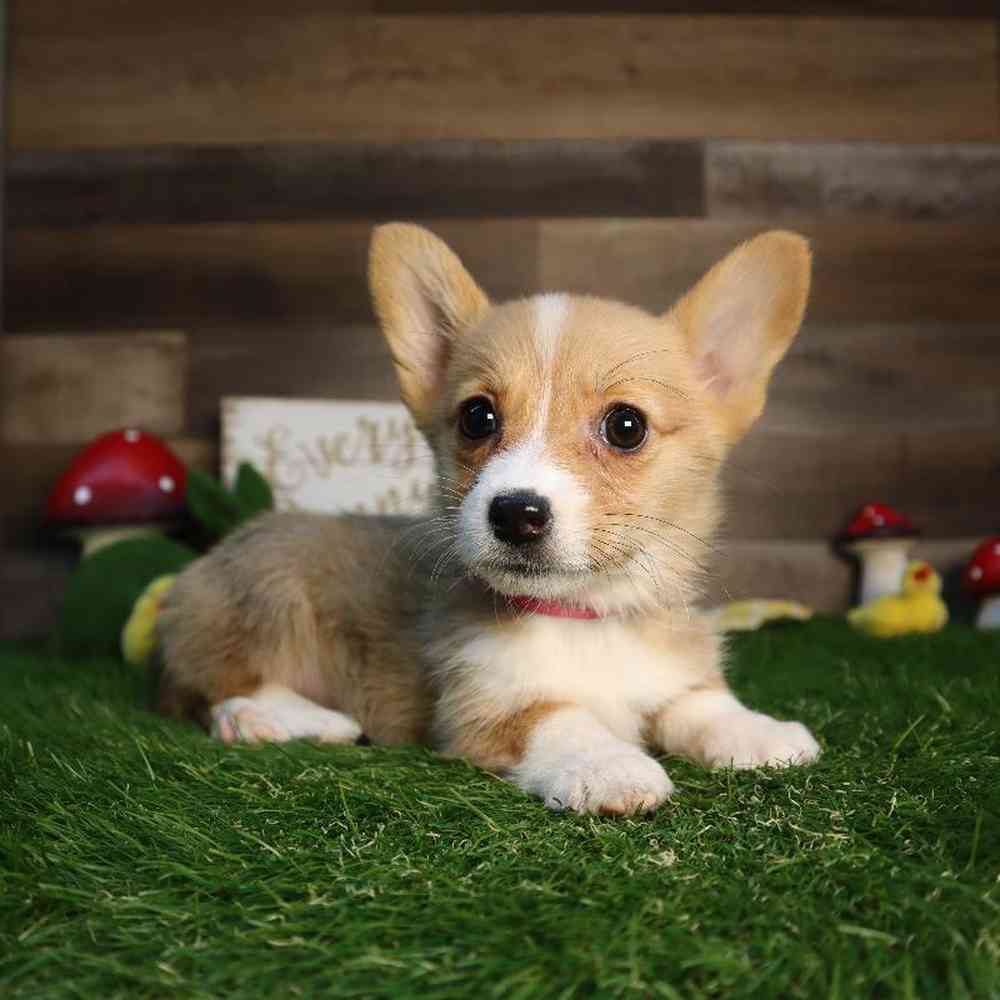 carousel pet images