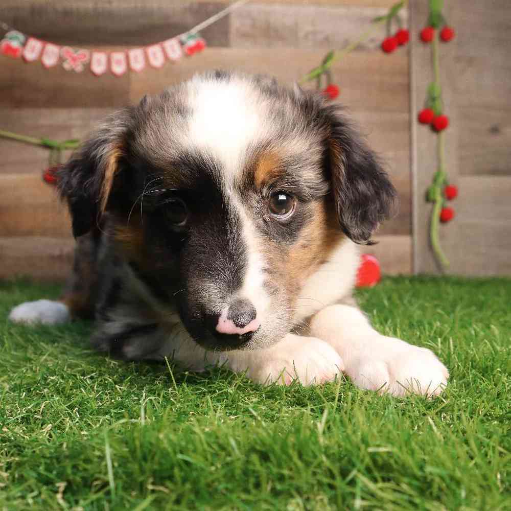 carousel pet images