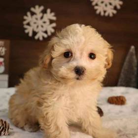 Maltipoo