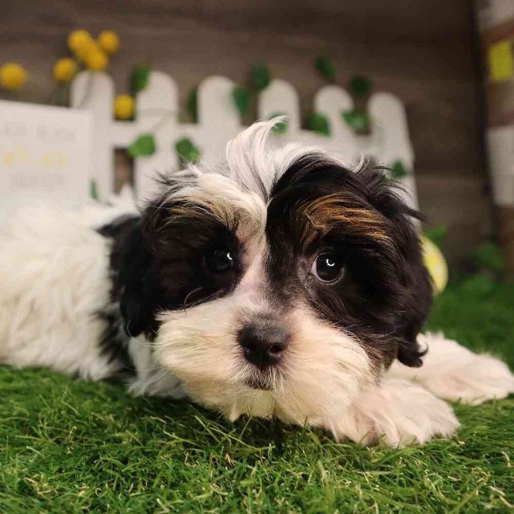 carousel pet images