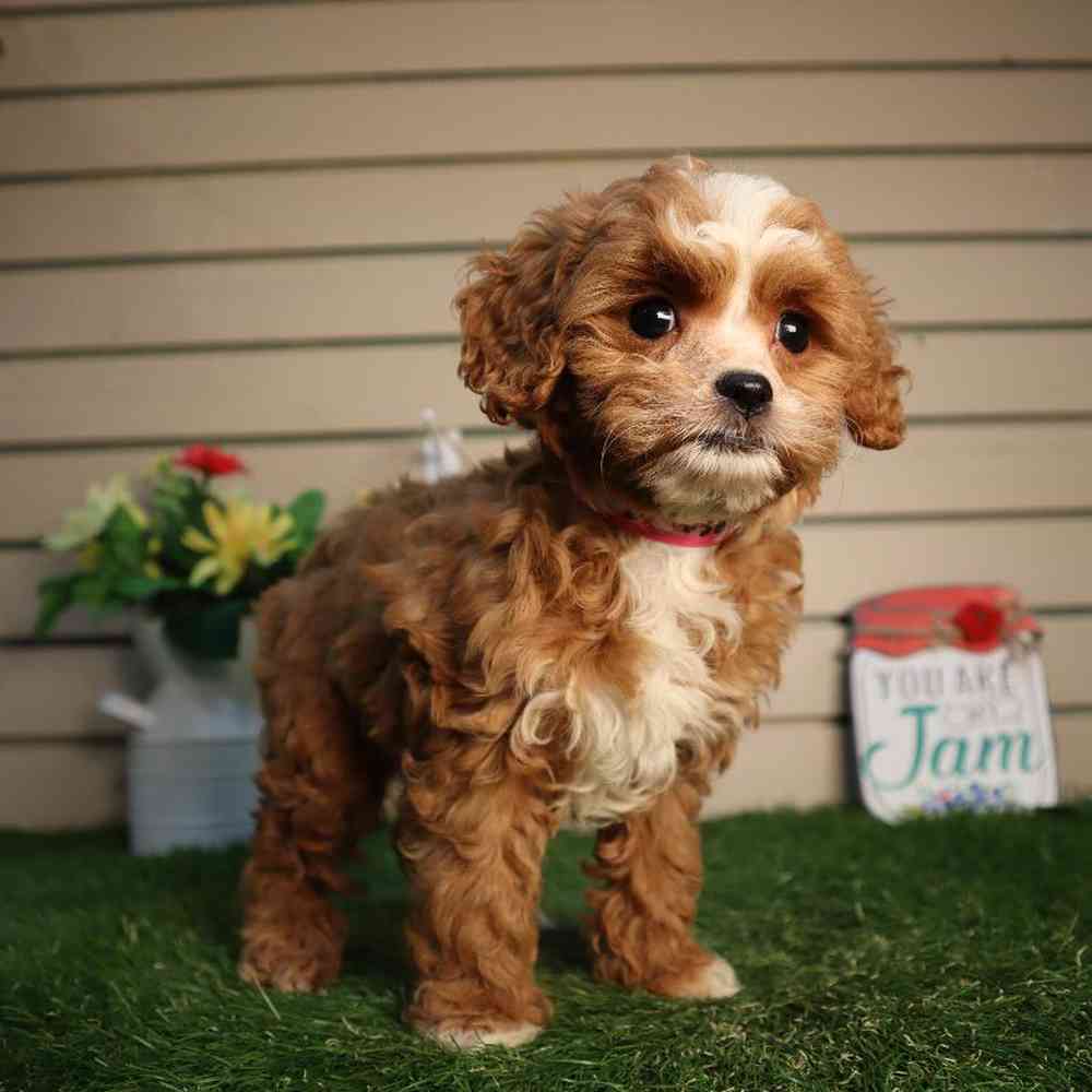 carousel pet images