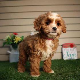 Cavapoo