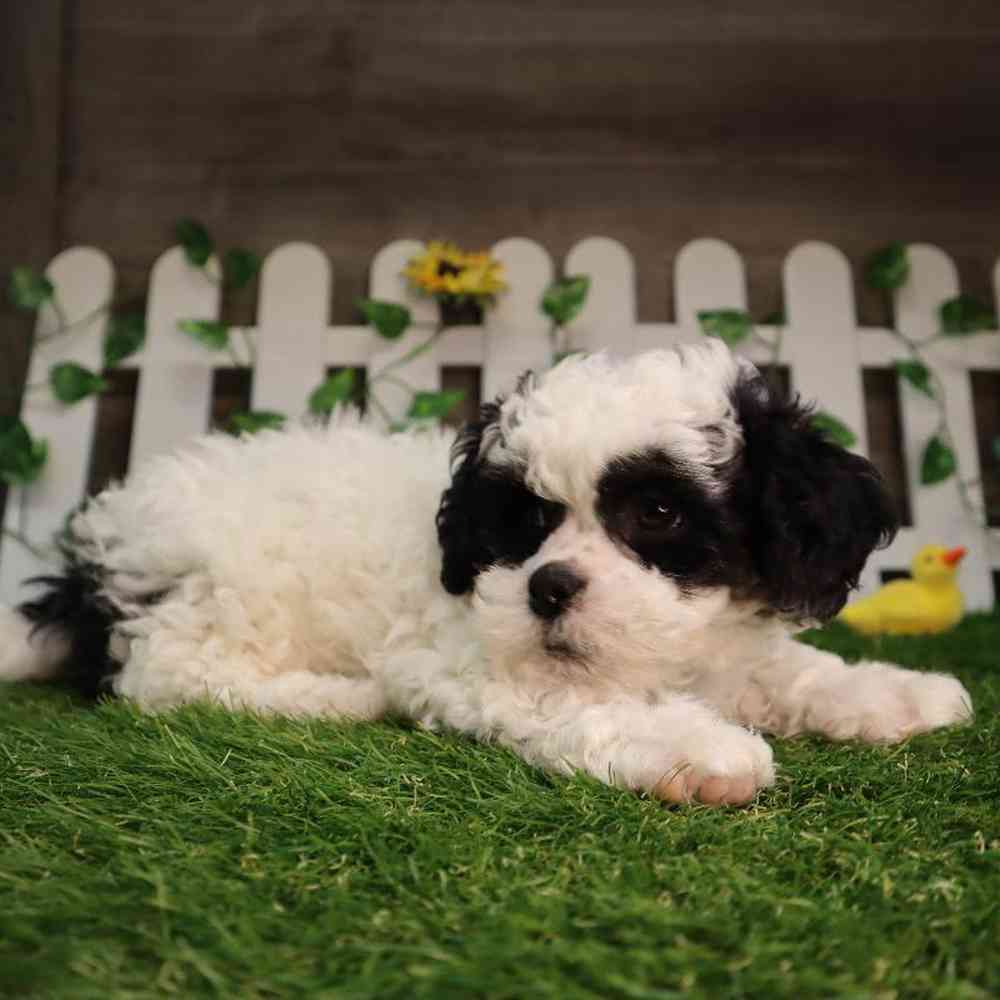 carousel pet images