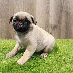 Pug
