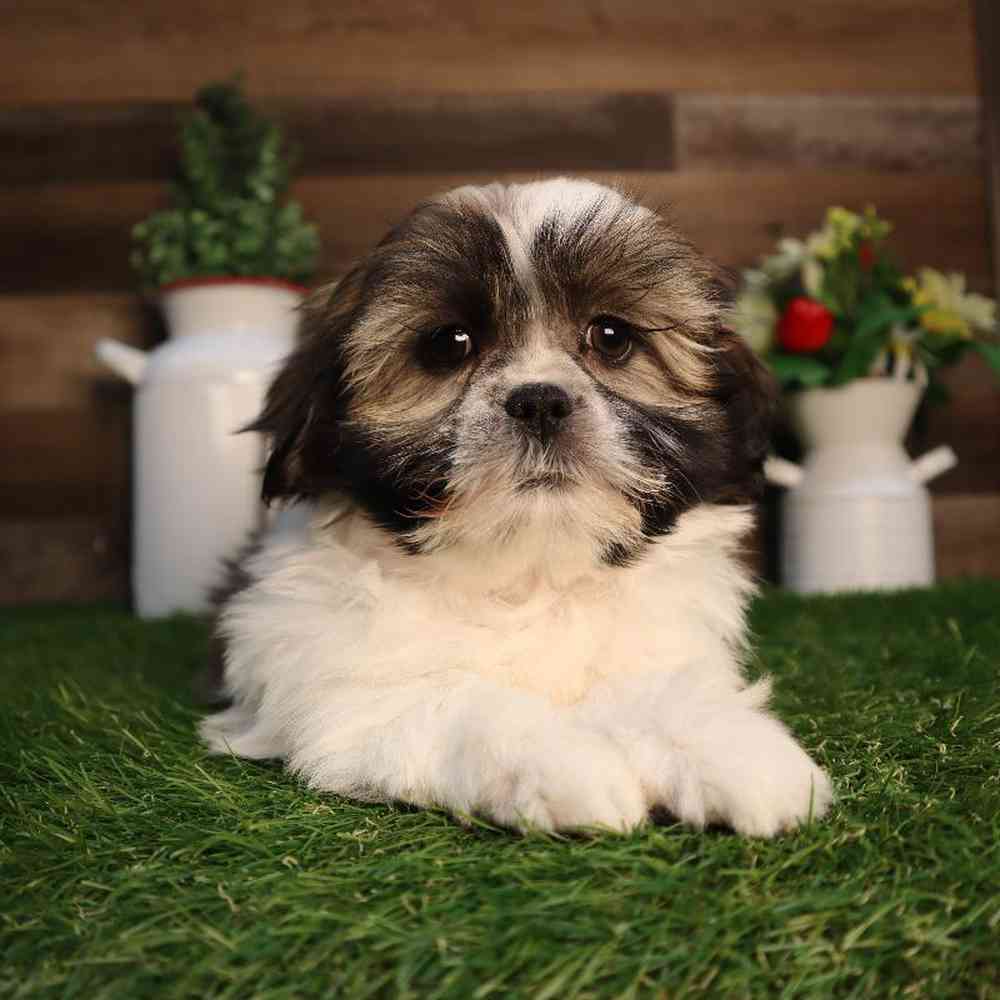 carousel pet images
