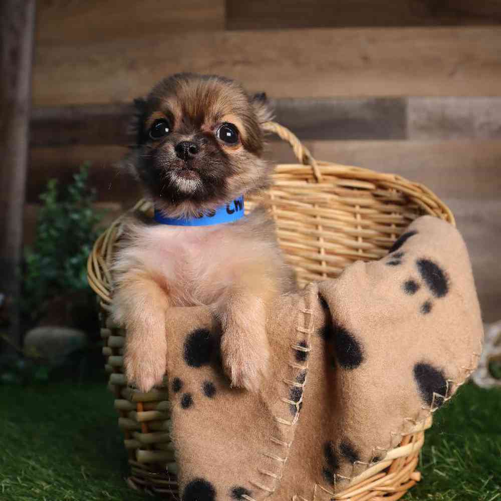 carousel pet images