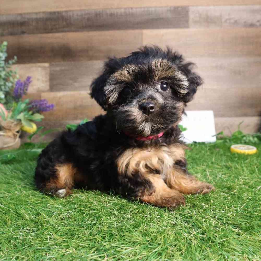 Female Yorkie-Poo Puppy for Sale in Blaine, MN