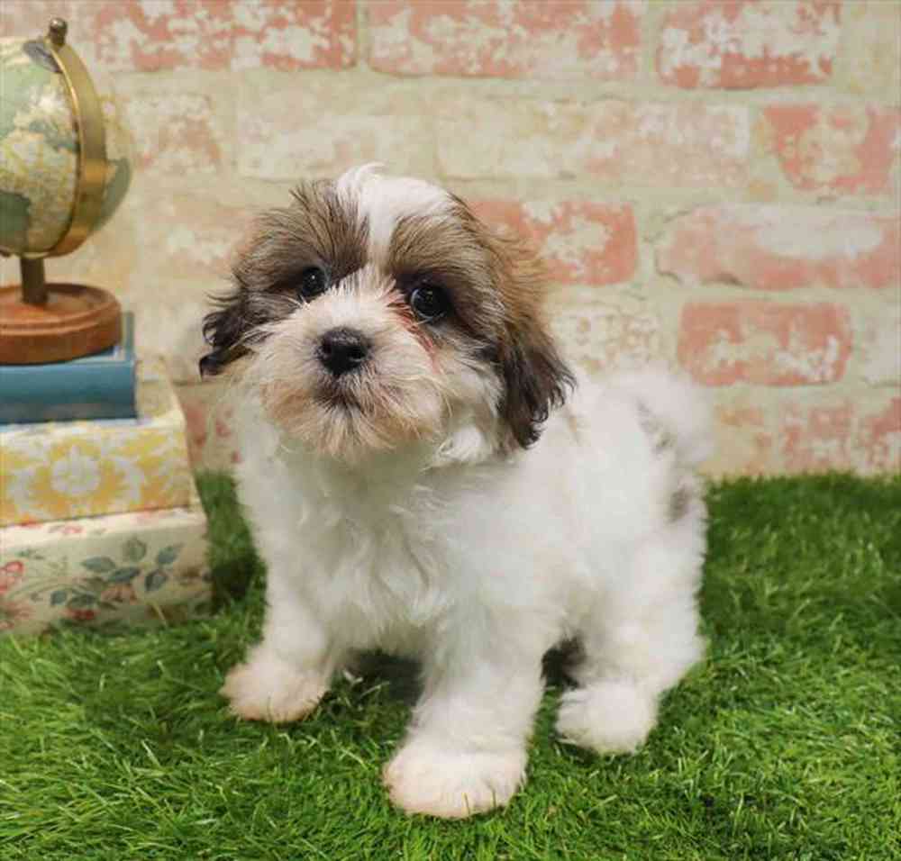 carousel pet images