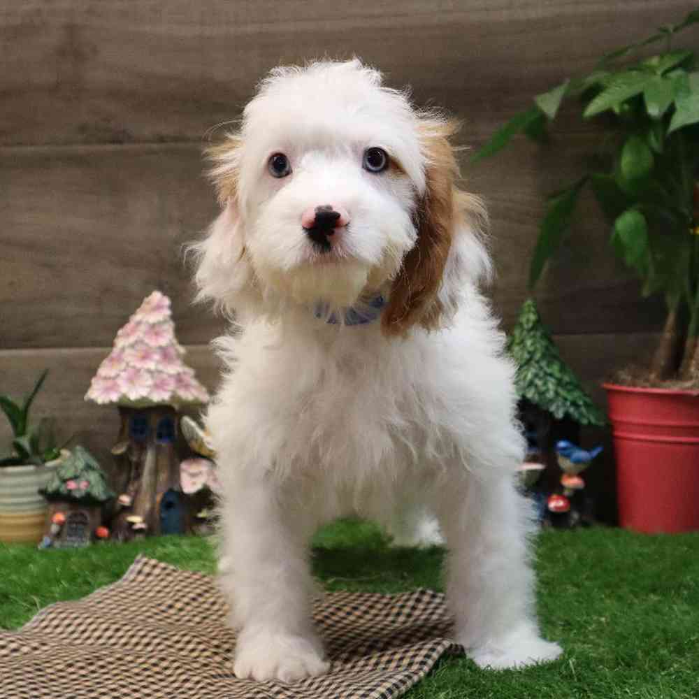 Male Cavapoo Puppy for sale