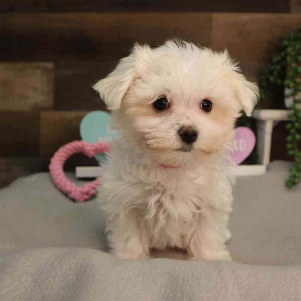 Female Maltese Puppy for Sale in Blaine, MN