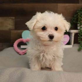 Maltese