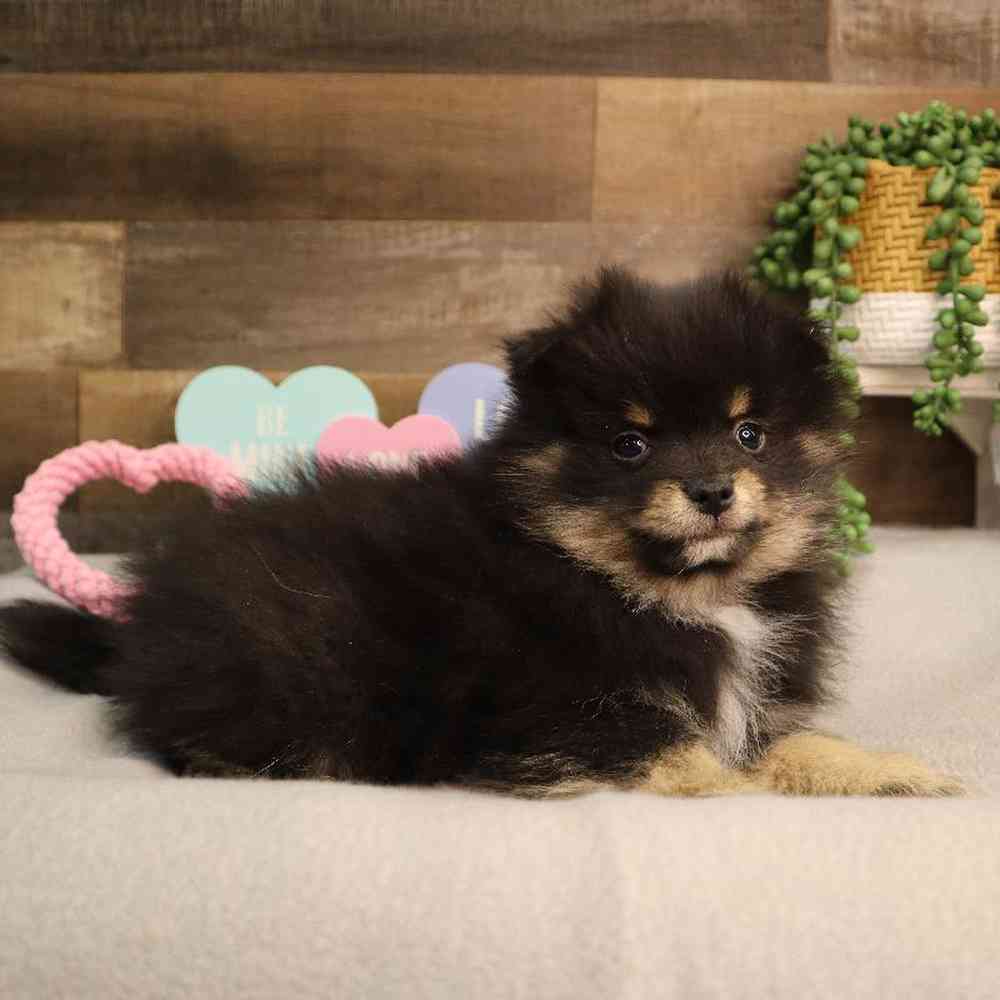 carousel pet images