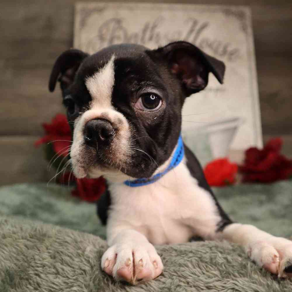 Male Boston Terrier Puppy for Sale in Blaine, MN