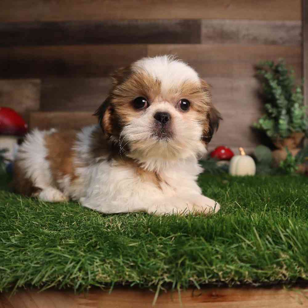 carousel pet images
