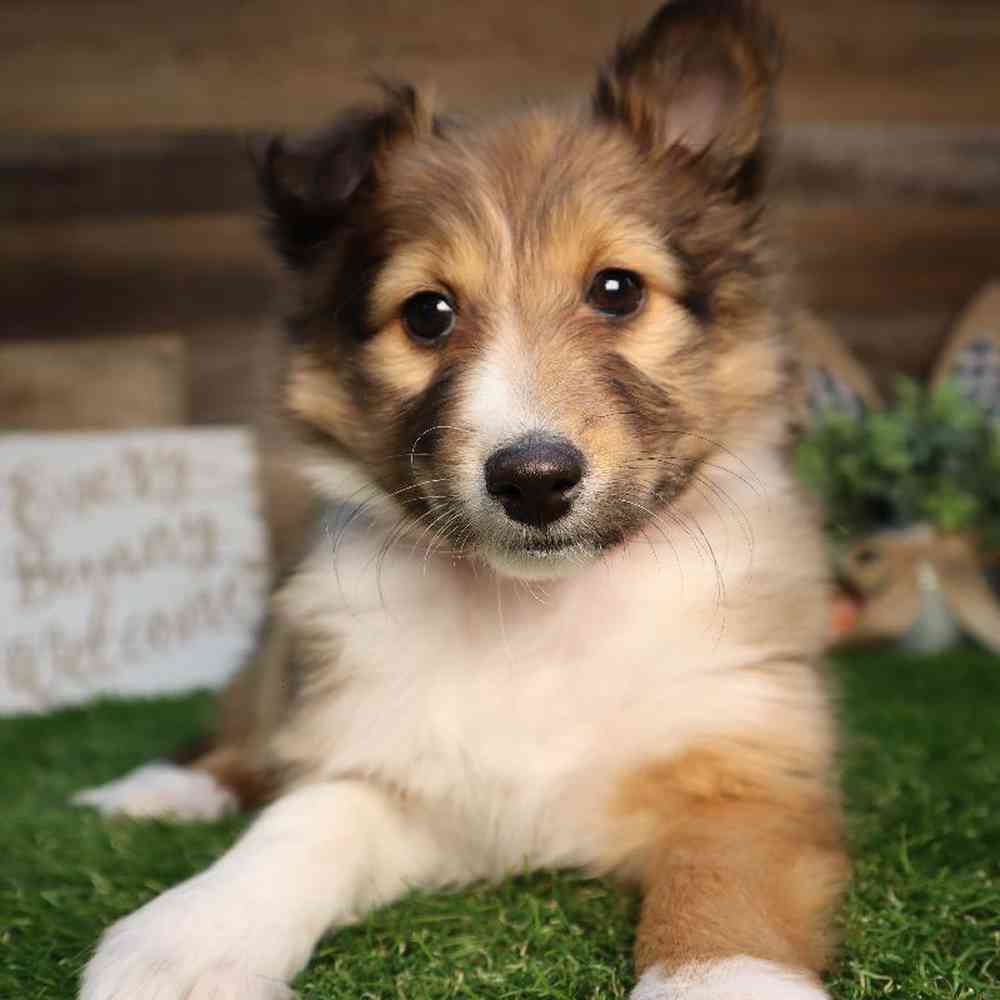 Female Sheltie Puppy for Sale in Blaine, MN