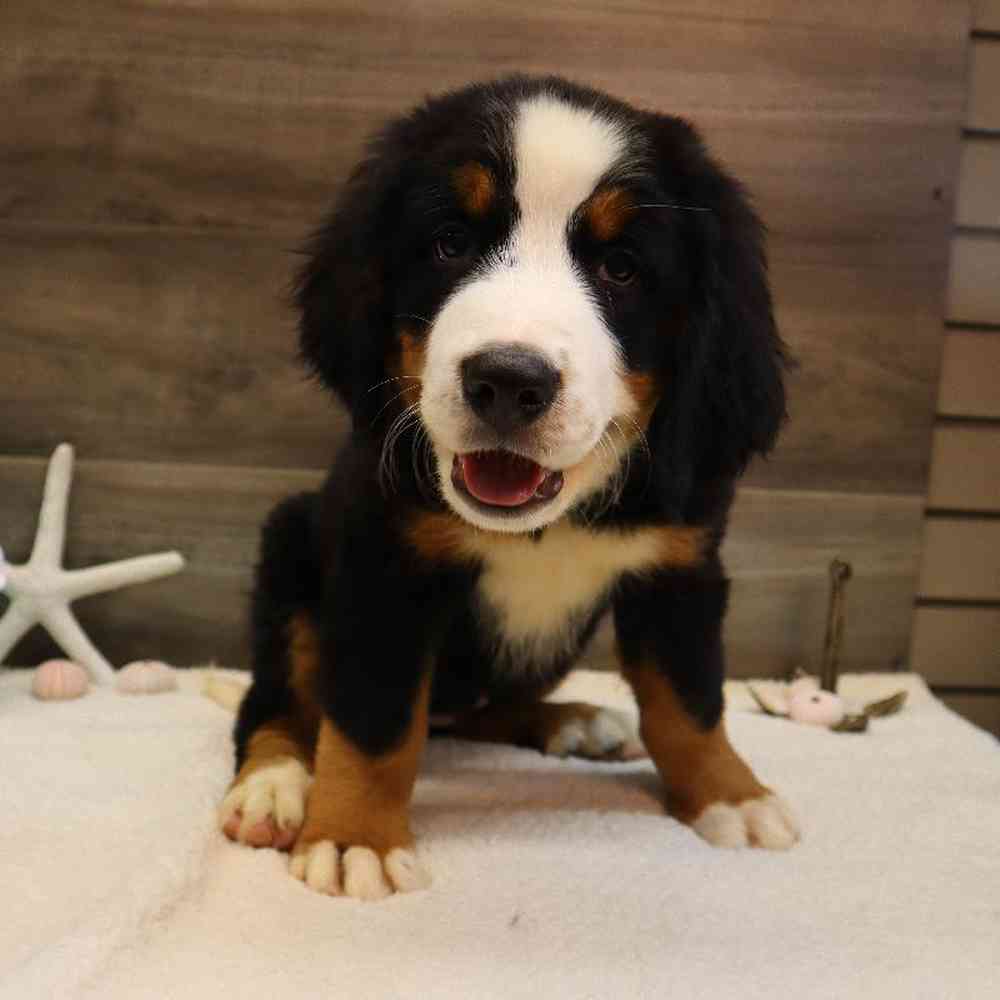 Female Bernese Mountain Dog Puppy for sale