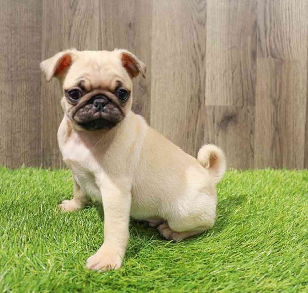 carousel pet images