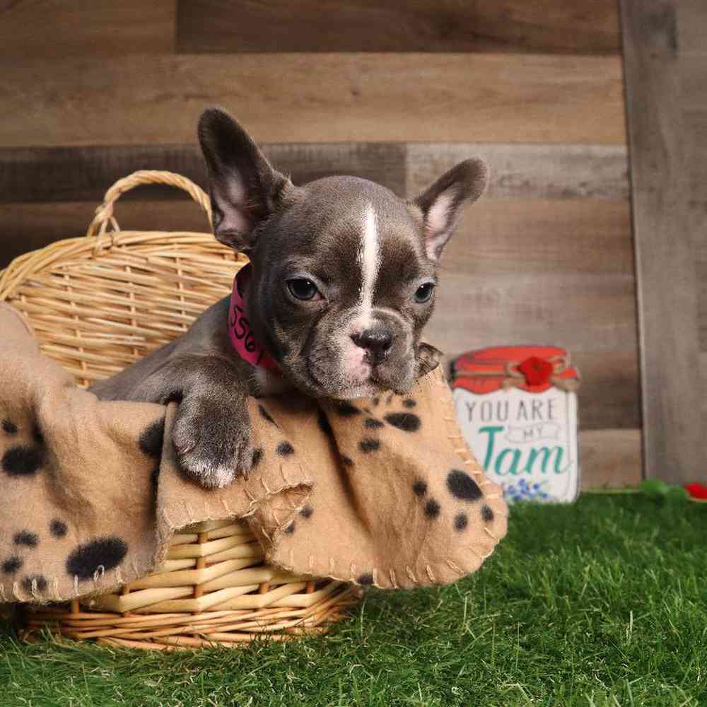 carousel pet images