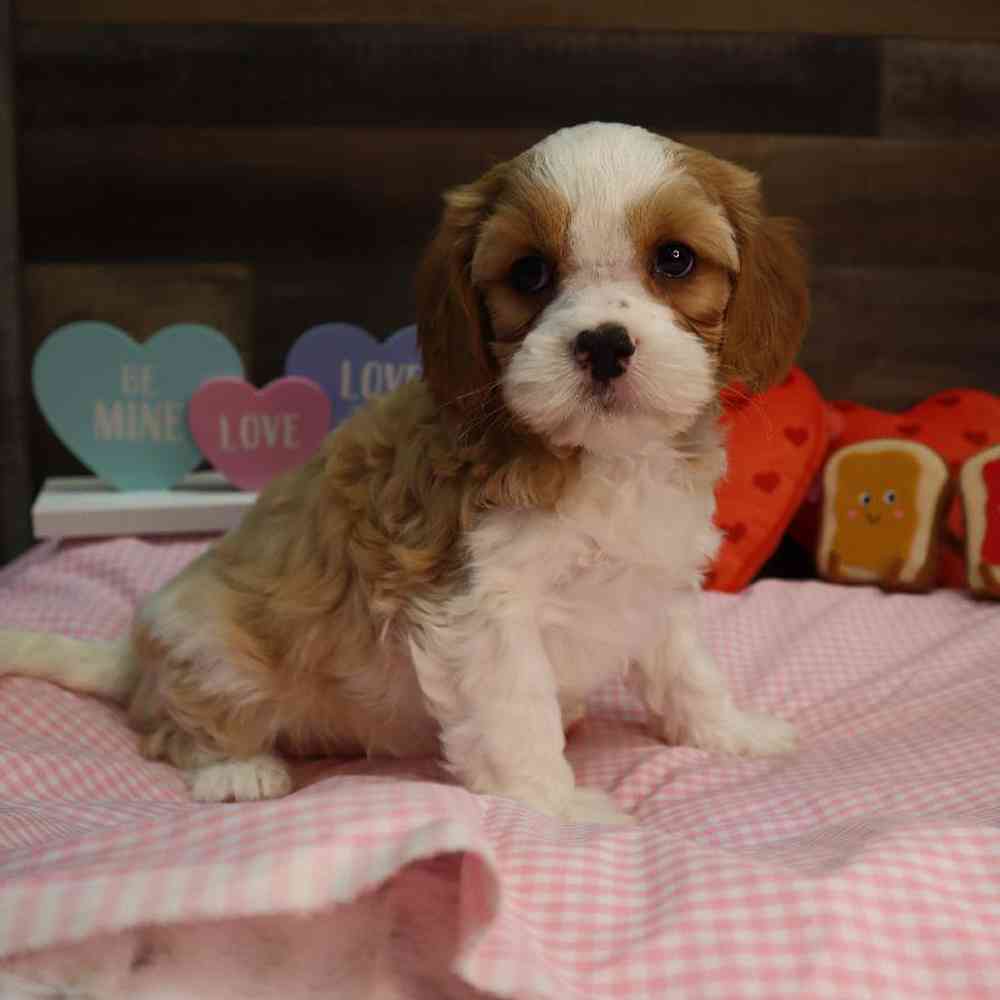 Male Cavapoo Puppy for Sale in Blaine, MN