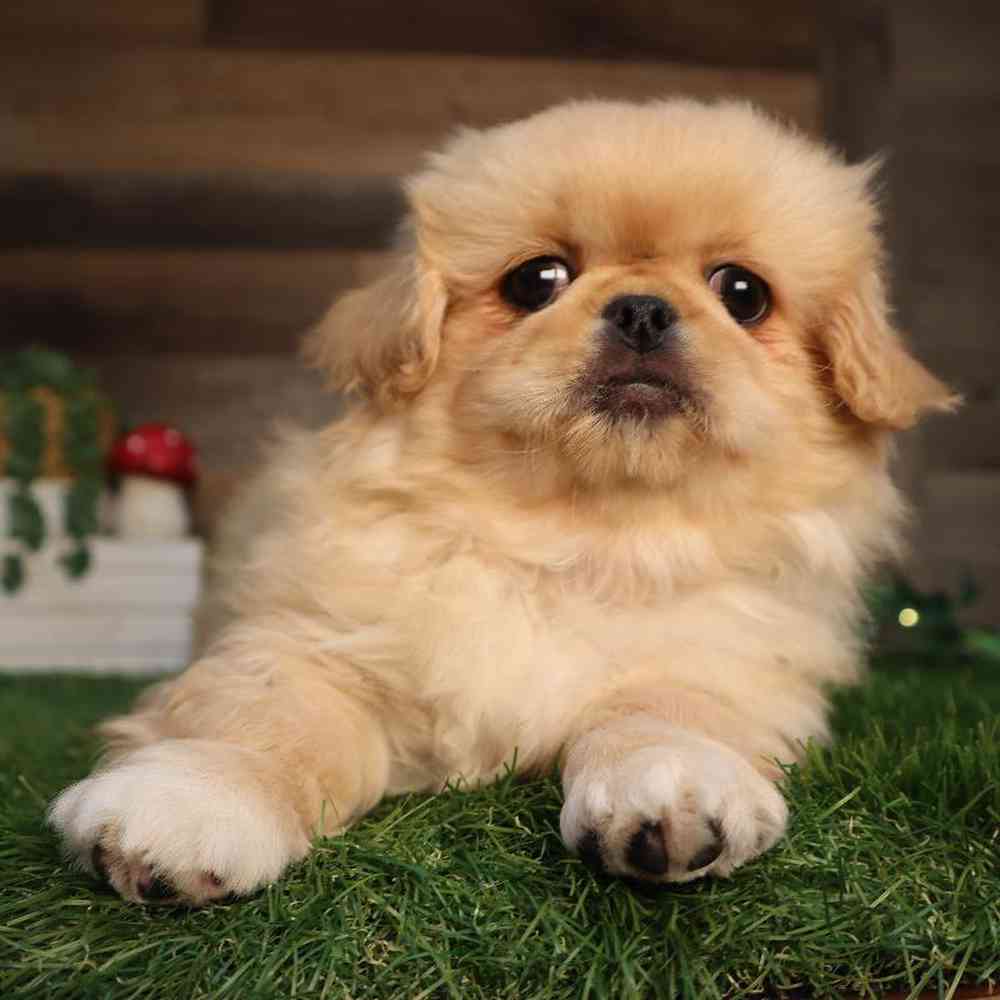 carousel pet images