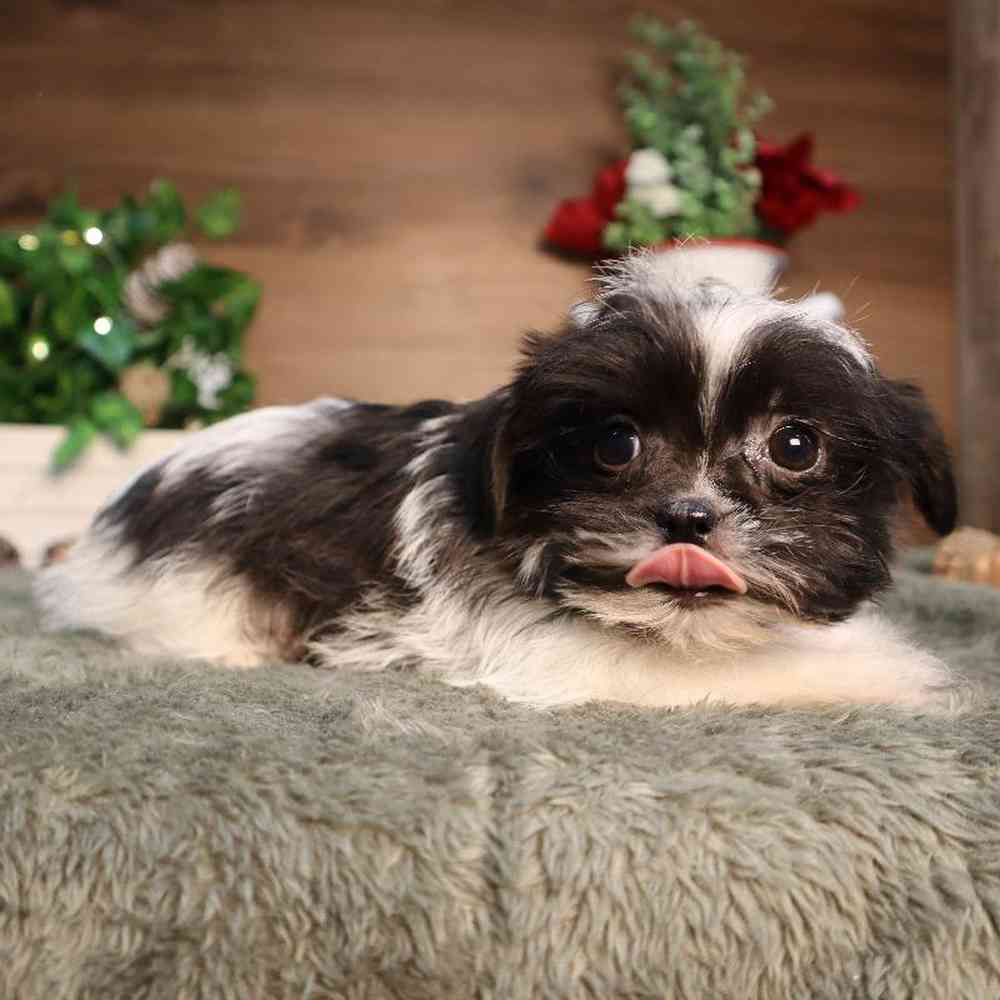 carousel pet images