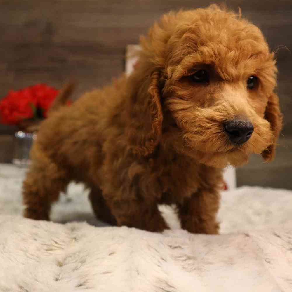 Male Mini Labradoodle Puppy for Sale in Blaine, MN