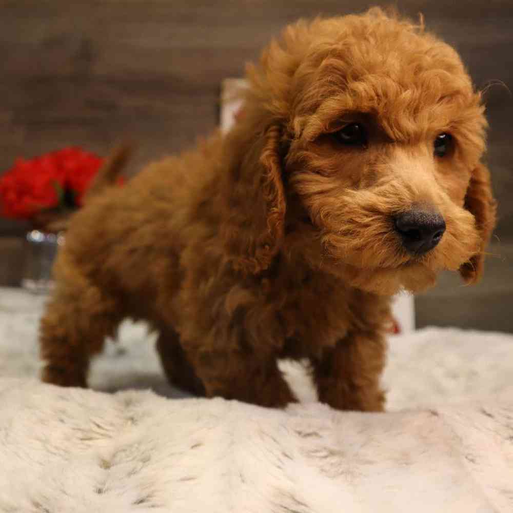 carousel pet images