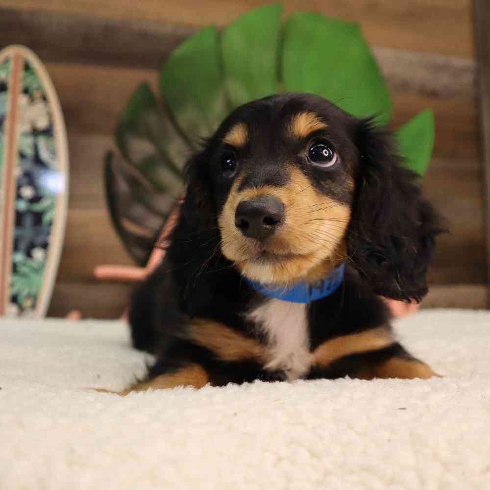 Male Dachshund Puppy for Sale in Blaine, MN