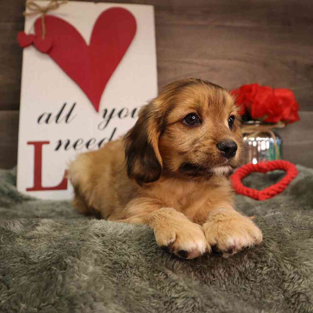 Male Cavapoo Puppy for Sale in Blaine, MN