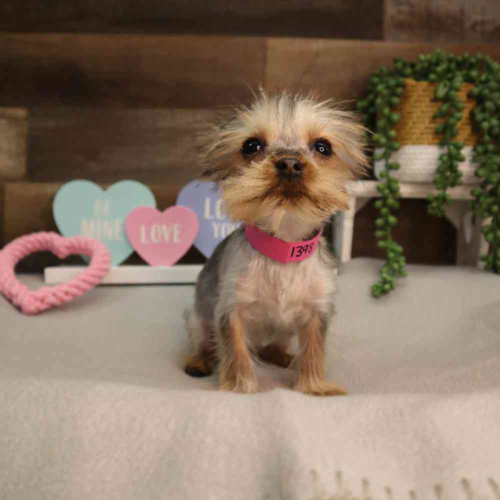 carousel pet images