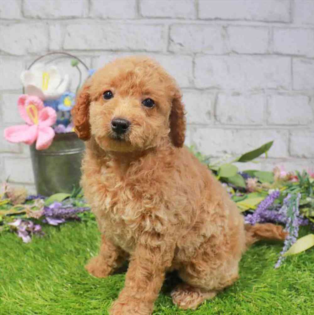 carousel pet images