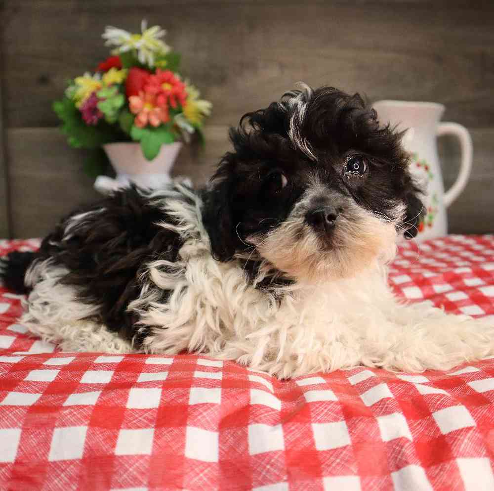 carousel pet images