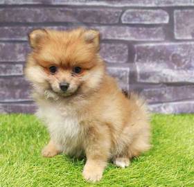 Pomeranian
