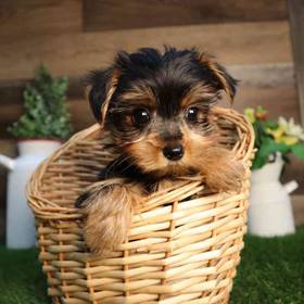 Yorkshire Terrier