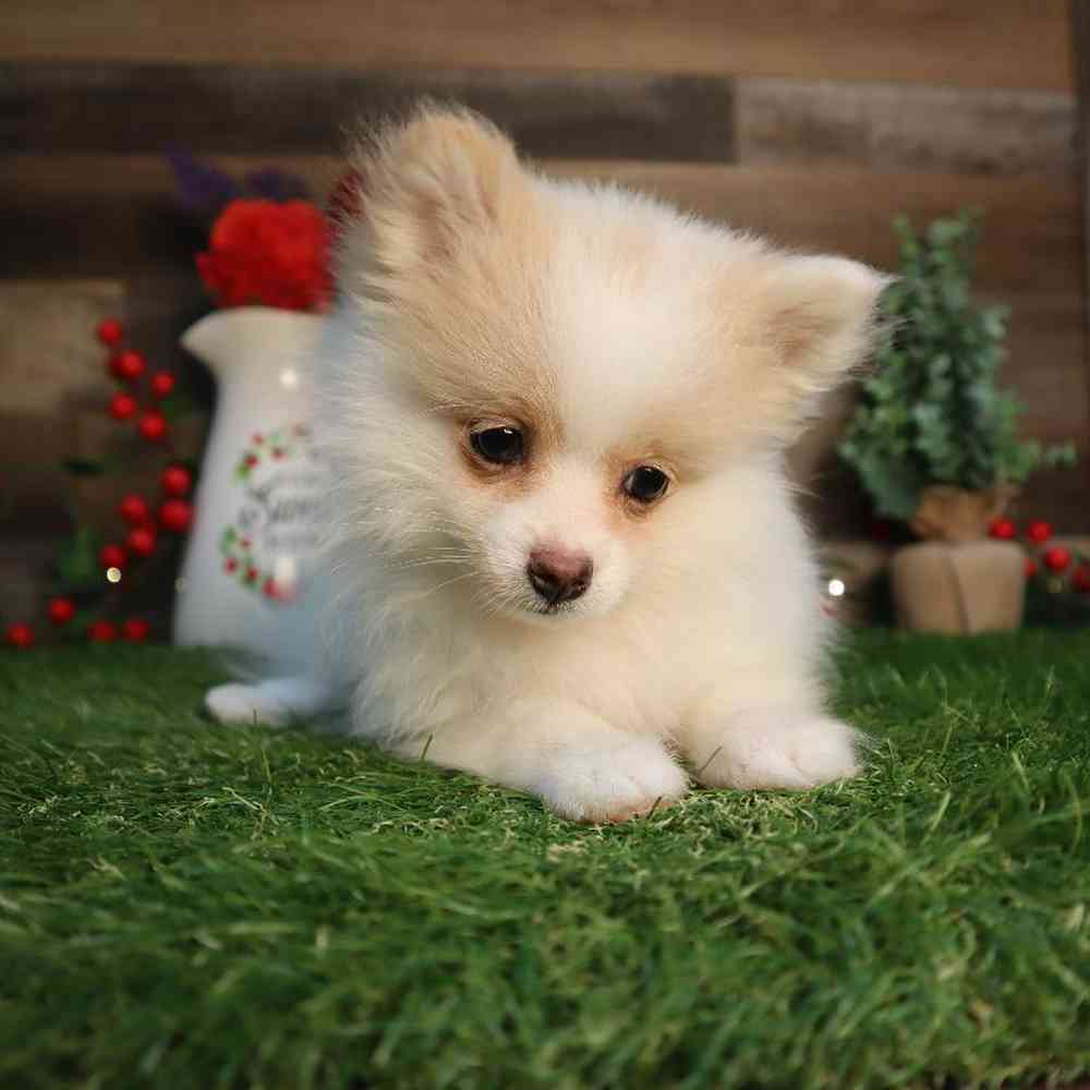 carousel pet images