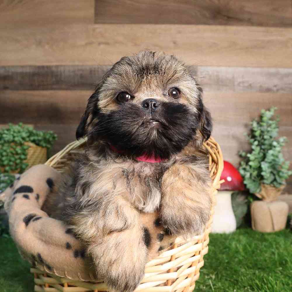 carousel pet images