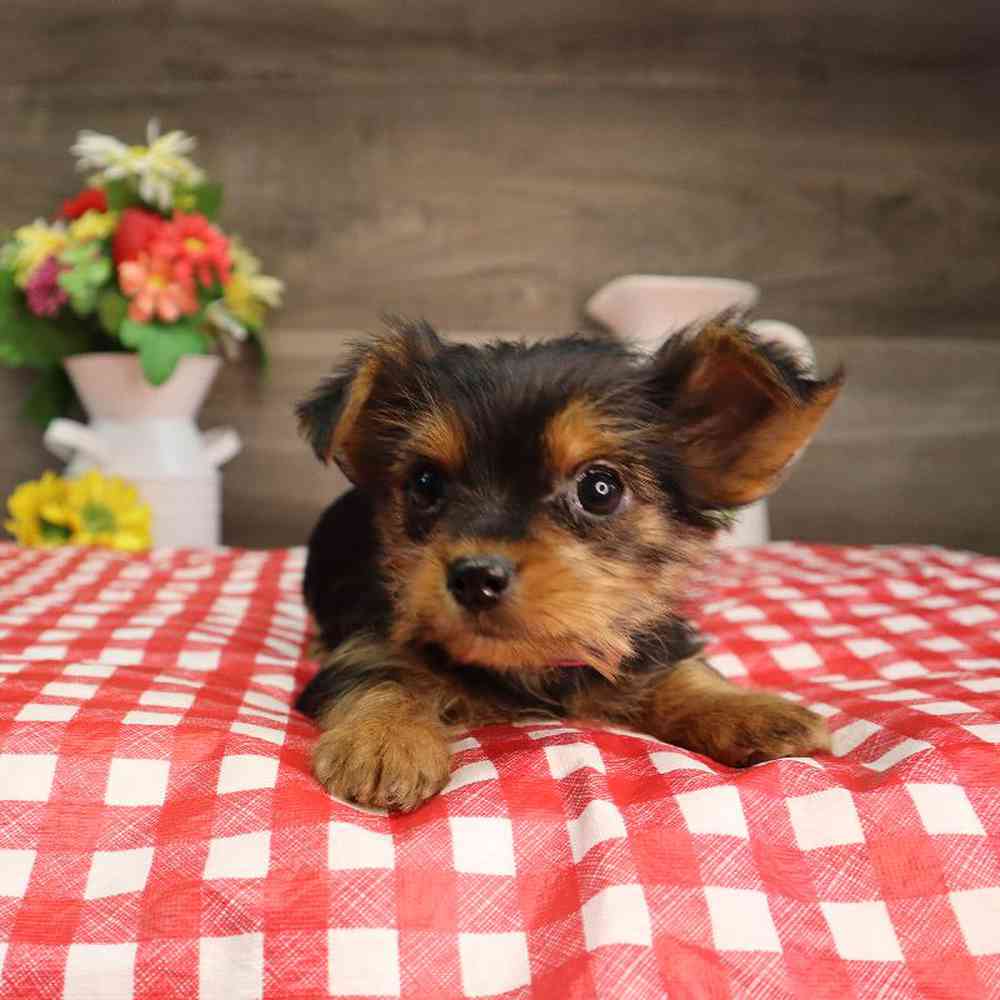 Female Yorkshire Terrier Puppy for Sale in Blaine, MN