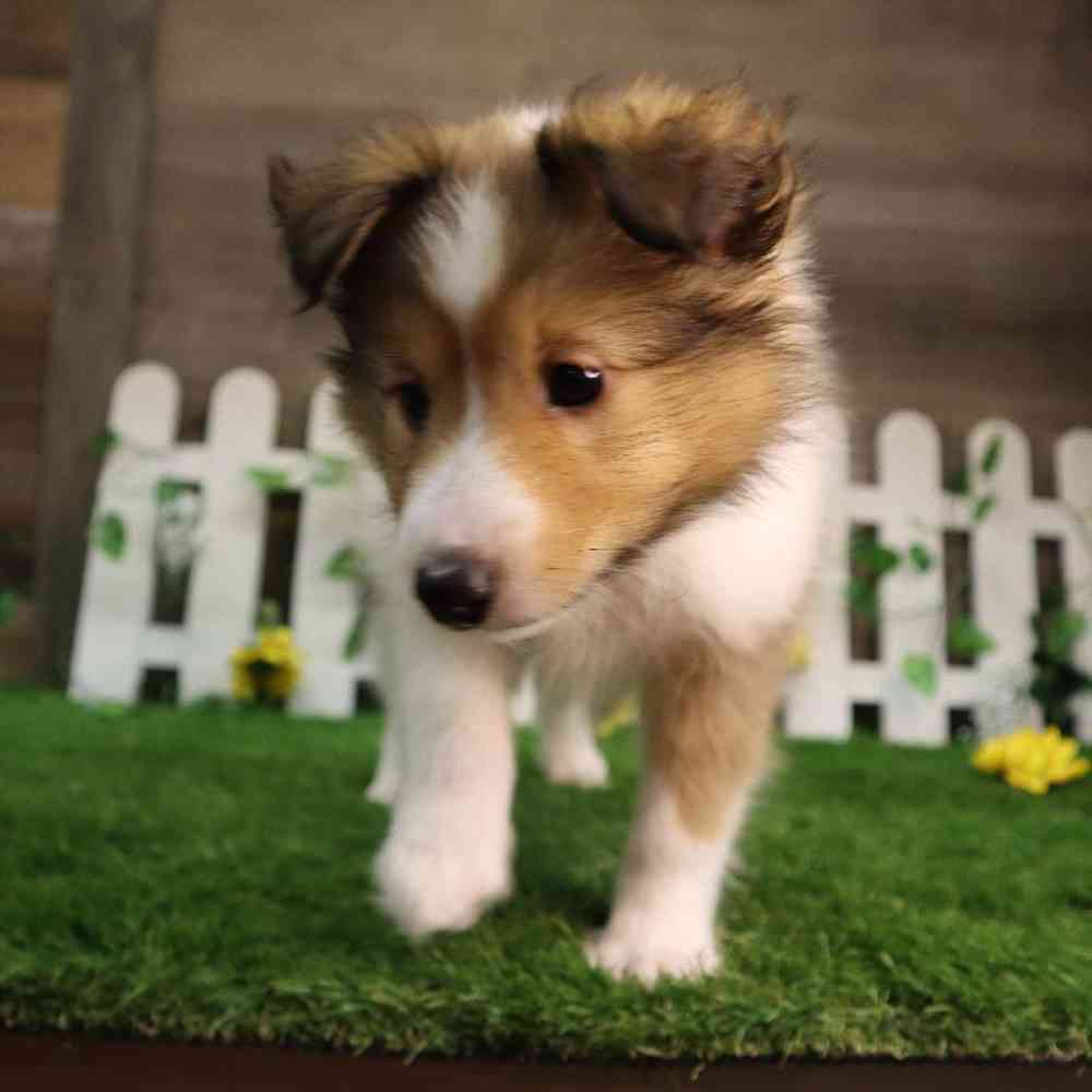 carousel pet images