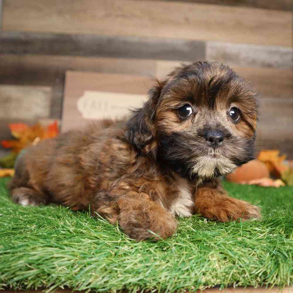 Shipoo Puppy for sale - Four Paws and a Tail